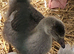 African goslins