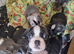 Frenchbully pups