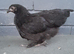 Bantam chickens