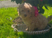 1 left ready to find a home