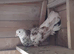 fantail roller/tippler pigeon