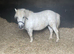 Registered Shetland mare