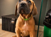 Exceptional Cane Corso Puppies &ndash; Elite Bloodlines