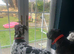 Beautiful loving Harlequin Great Dane