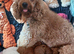 Miniature Poodle.