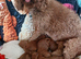 Miniature Poodle.