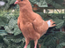 syrian pigeon
