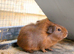 2 bonded female guinea pigs