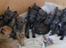 Male Dutch shepherd puppy