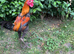 Modern Game Cockerel