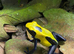 A Selection of Frogs at Birmingham Reptiles