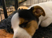 Miniature Jack Russell x chihuahua male pup