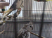 Pair cockaiels with cage