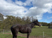 Handsome 16.2 dark bay TB gelding
