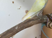 Lovely male budgies