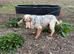 Show cocker spaniel