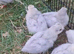 7 unsexed Lavender Aracana chicks