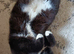 British shorthair tuxedo Tom cat