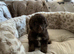 Stunning F1B Aussiedoodle puppies
