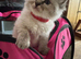 Ragdoll kittens for sale