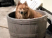 Beautiful German spitz
