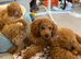 Toy poodles