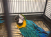 Hand Reared Baby Blue & Gold Macaws