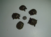 Swansea Hermann Tortoise Home