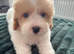 Cavapoos ready now 2 boys