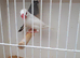 Java sparrows