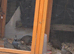 California Quails