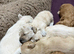 Cavachon puppies for sale