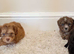 unusual shihpoo puppies