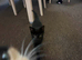 Black Kitten &ndash; 9 weeks old &ndash; Looking for a loving home