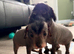 Crestepoo puppies (hairless)