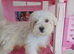 Pure breed Maltese tiny puppy