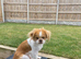Japanese Chin Cross with a Shituz Male 13 Months Old
