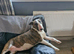 willow 4yr old bull terrier