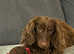 Stud long coat dachshund