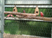 Mixed Burke parakeets