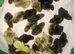 CHINESE PAINTED BUTTON QUAIL CHICKS !