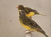 Green singer finch