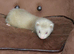 Gorgeous Ferret Kits Angora, semi and standard/long - Ready Now 4 Jills left