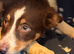 Collie x Huntaway puppies