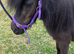Beautiful Black Mini Shetland Mare Perfect Companion