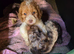 Poodle puppy