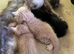 Gorgeous ragdoll cross kittens.