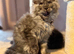Tica registered black smoked male Maine coons