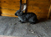 5 babies continental giant