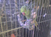 A pair of green ringnecks